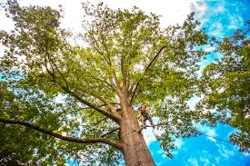 Best Tree Health Inspection  in Fredericktown, MO