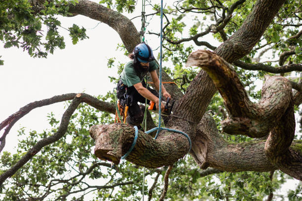 Fredericktown, MO Tree Care Company