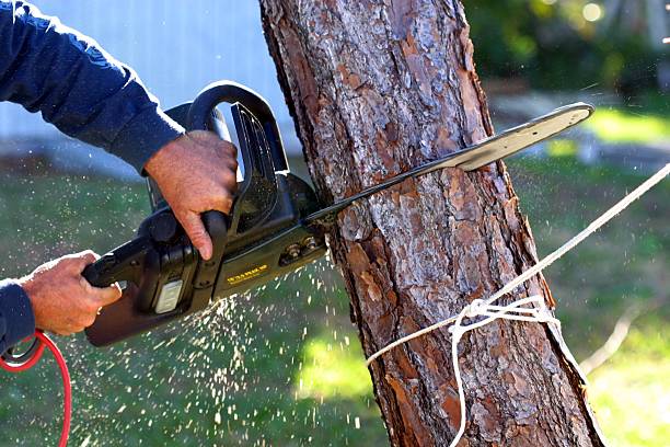 Lawn Watering Services in Fredericktown, MO