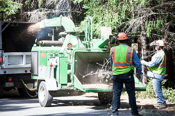 Tree and Shrub Care in Fredericktown, MO