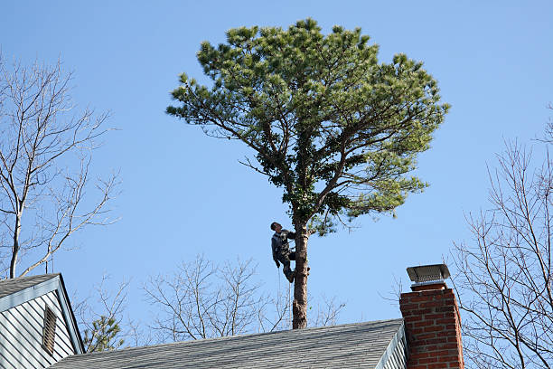 Best Tree Maintenance Programs  in Fredericktown, MO