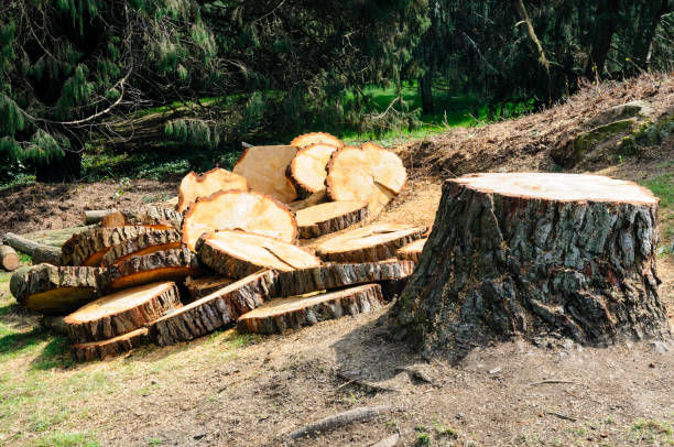 How Our Tree Care Process Works  in  Fredericktown, MO